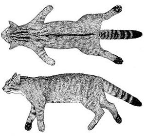 Zeichnung einer Wildkatze mit typischem Aalstrich, verwaschenen Flanken und geringeltem Schwanz mit stumpfem Ende (Zeichnung: Franz Müller)