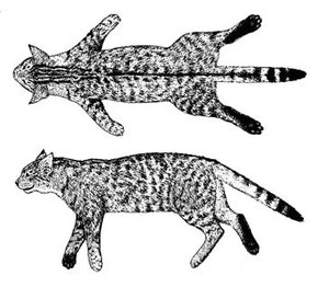 Bei Hauskatzen reicht der Aalstrich meist über den Schwanzansatz hinaus, die Flanken weisen eine kontrastreiche Tigerung auf, der Schwanz ist schlanker und läuft am Ende spitz zu (Zeichnung: Franz Müller)