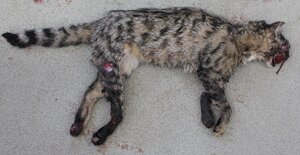 Ein Wildkatzenhybrid mit kontrastreicher Tigerung, der dem Verkehr zum Opfer gefallen ist (Bild: FVA) 
