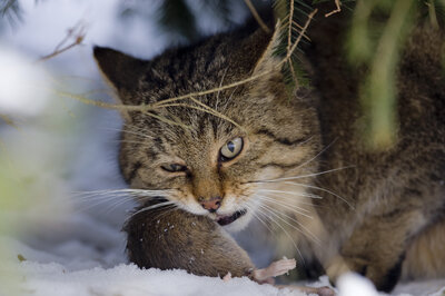 Wildkatzen benötigen täglich etwa 150 g Futter, was mindestens zehn Mäusen entspricht (Bild: Klaus Echle)